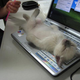 Illustration for article titled Let These Amusing Japanese Internet Photos Brighten Your Day